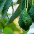 Vorteile und Verwendung von Avocadoblättern