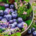 Was enthalten Heidelbeeren?