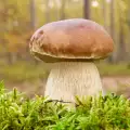 Wie erkennt man Steinpilze?