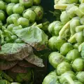 Aufbewahrung von Rosenkohl