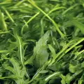 Rucola