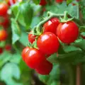 Pflanzung und Anbau von Cherrytomaten in Töpfen