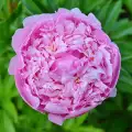 Medizinische Eigenschaften der Damascena Rose (Ölrose)