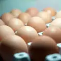 Wie lange halten sich Eier im Kühlschrank?