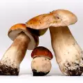 Wie kann man prüfen, ob die Pilze giftig sind?