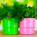 Die wundersamen Vorteile durch frischem Dill