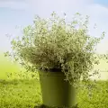 Gesundheitliche Vorteile durch Majoran