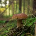 Wie lange brauchen Steinpilze um zu wachsen?
