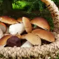 Wann werden Steinpilze gesammelt?