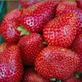 Lagerung von Erdbeeren und Kirschen