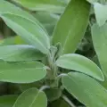 Salbei