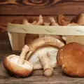 Nützliche Eigenschaften von Shiitake Pilzen