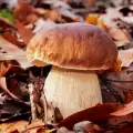 Wo wachsen Steinpilze?