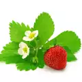 Warum die Erdbeerpflanzen keine Früchte tragen?