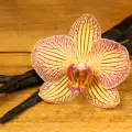 Vanille