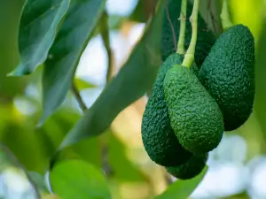 Warum werden Avocados auch Blutfrucht genannt?