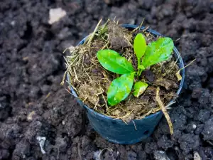 Wie wachsen Avocados?