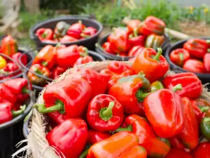 Roter Paprika - warum er so nützlich ist