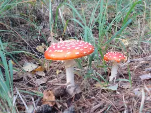 Fliegenpilz (Amanita muscaria)