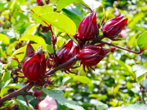 Hibiskus