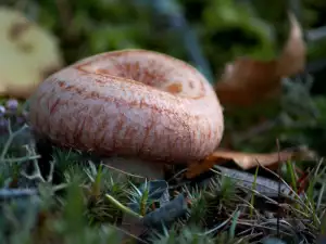 Birken-Milchling Pilz