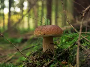 Wie lange brauchen Steinpilze um zu wachsen?