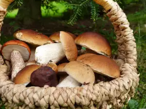 Wann werden Steinpilze gesammelt?