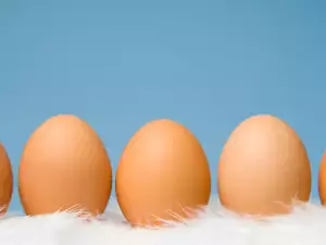 Eier
