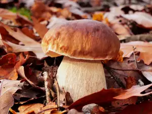 Wo wachsen Steinpilze?