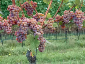 Rebsorte Traminer