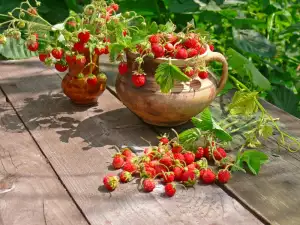 Wald-Erdbeeren