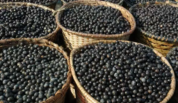 Acai Beeren