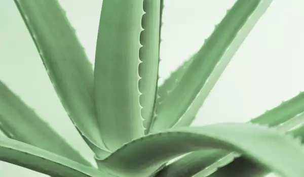 Aloe Vera Pflanze