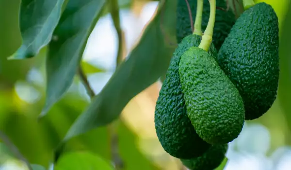 Vorteile und Verwendung von Avocadoblättern