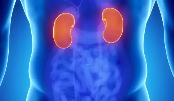 Oxalate und die Gesundheit der Nieren