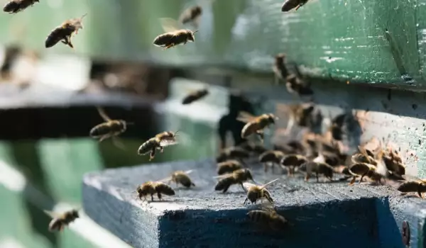 Oxalsäure für Bienenstöcke