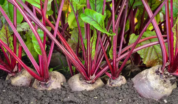 Düngen sie ihren Garten