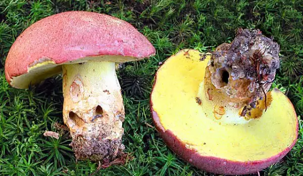 Essbare und giftige Pilze in unserem Land und ihre Eigenschaften