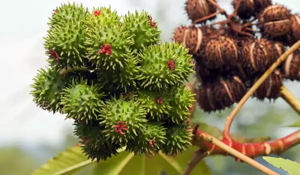 Kastanienbaum