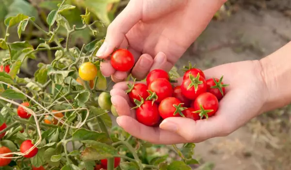 Cherrytomaten