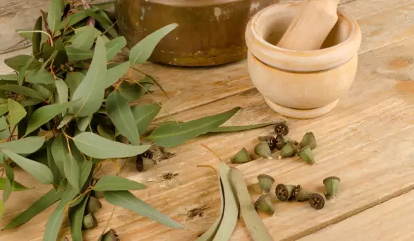 Eukalyptus hilft bei Atembeschwerden
