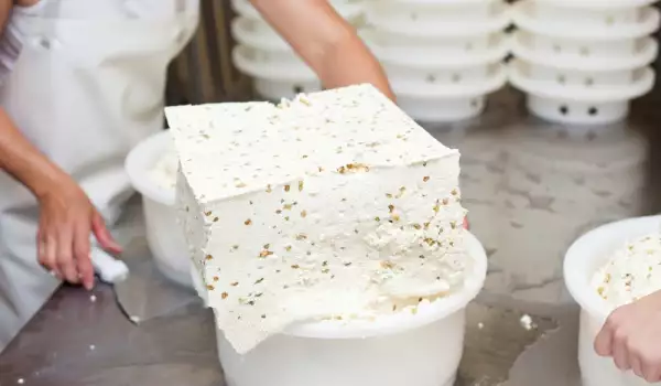 Reifung von Käse