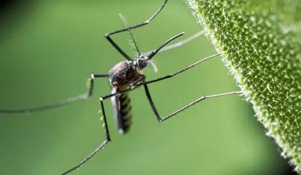 Abwehr von Insekten und Schädlingen