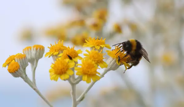 Bienen sammeln Pollen