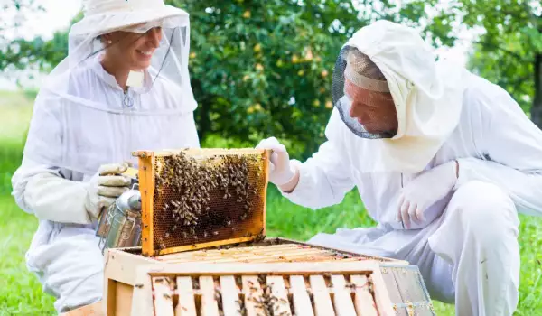 Bienenpollen