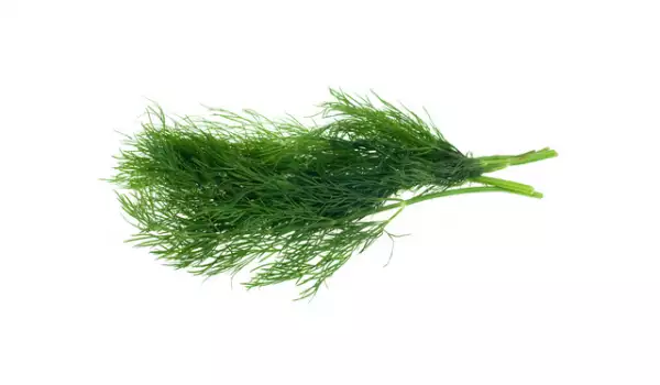 Dill