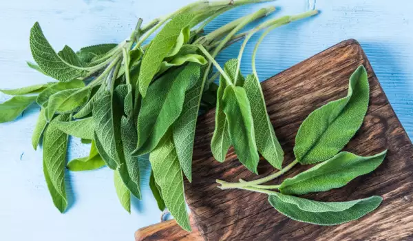 Salbei oder Salvia officinalis