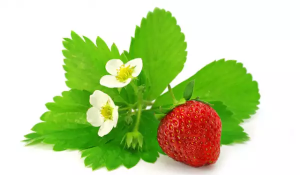Warum die Erdbeerpflanzen keine Früchte tragen?