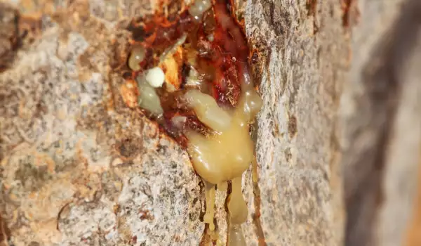 Weihrauch vom Baum