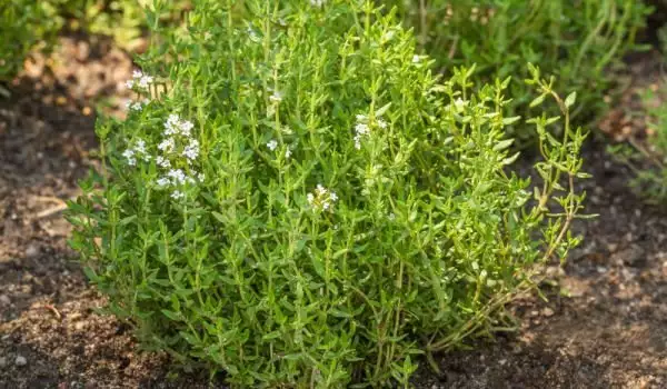 Thymian Gewürz